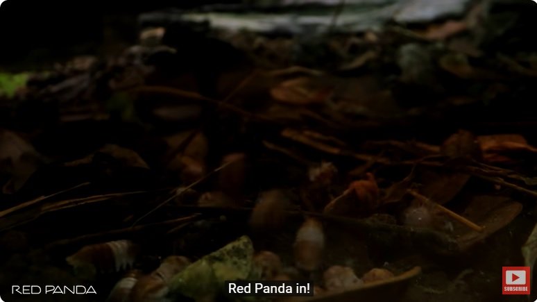 거대한 수조에 열대우림 환경을 조성해놓으면 생기는 일 - 2 | 인스티즈