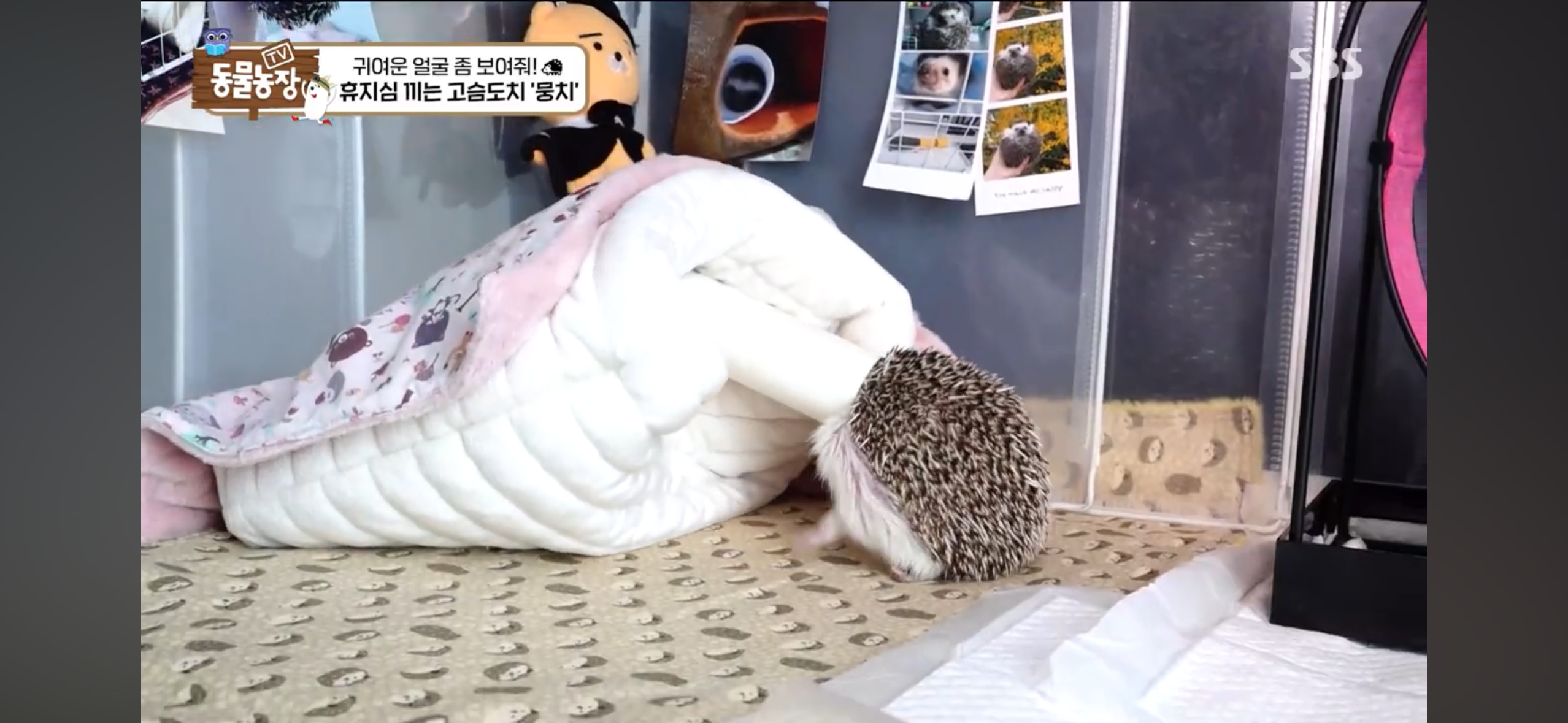 따봉고슴도치 휴지심 좋아도치 | 인스티즈