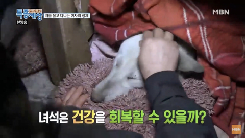 당신이 버린 강아지는 어떻게 되었을까 | 인스티즈