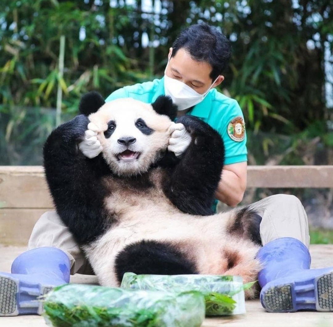 푸바오 얼굴 찌부 짤 모음 🥴 | 인스티즈
