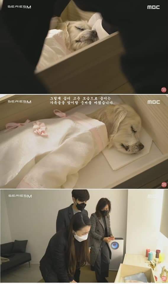 무지개 다리를 건넌다는 것 | 인스티즈