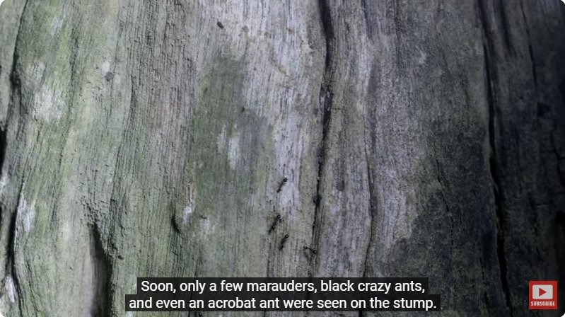 거대한 수조에 열대우림 환경을 조성해놓으면 생기는 일 - 4 | 인스티즈