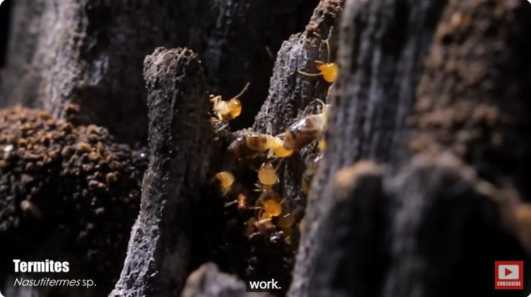 거대한 수조에 열대우림 환경을 조성해놓으면 생기는 일 | 인스티즈