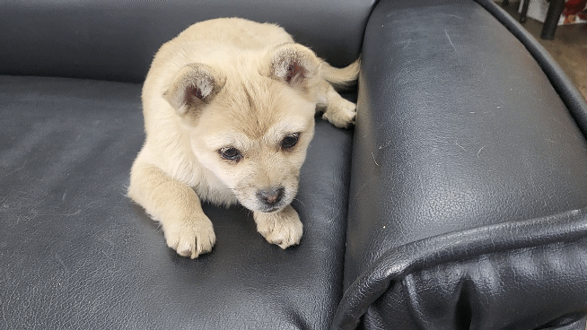(공지라니... ++추가)새로생긴 회사 복지.. 미쳐서 도저히 일을 못하겠네.. (추가....)++추가 | 인스티즈