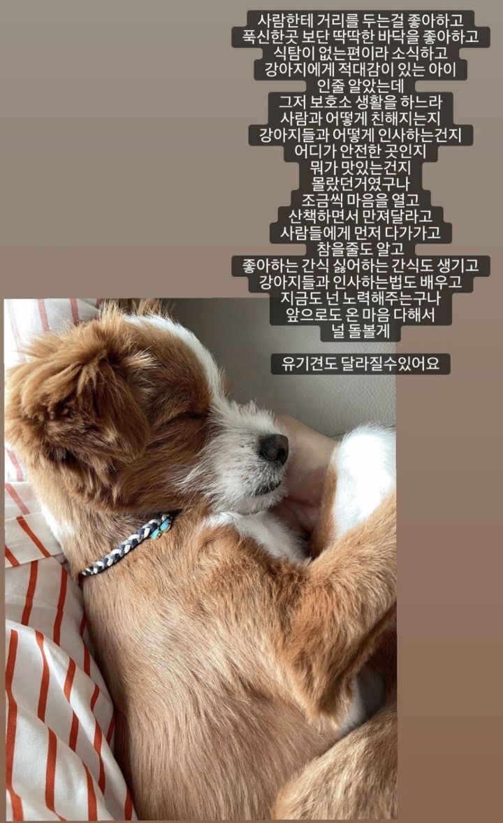 유기견 입양에 대한 윤지성 인스타스토리 | 인스티즈