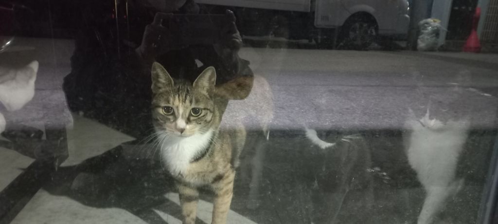 길에서 고양이 보면 사진을 안 찍고는 지나갈 수 없는 병에 걸림 😚🐈‍⬛🐈 | 인스티즈