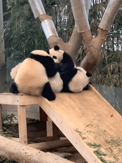 서로 알콩달콩 사이좋은 루이 후이바오 🐼 | 인스티즈