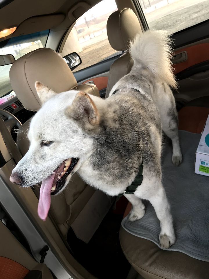 우리집 개 자는거 보실분? | 인스티즈