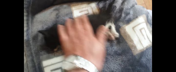 얼어죽어있던 아기고양이를 녹였더니.. | 인스티즈