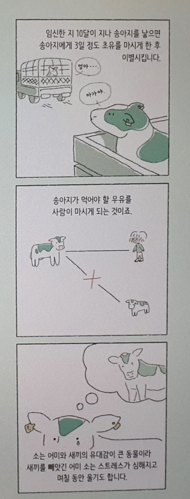 그냥 소를 젖소로 만들어서 우유를 얻는 방법 | 인스티즈