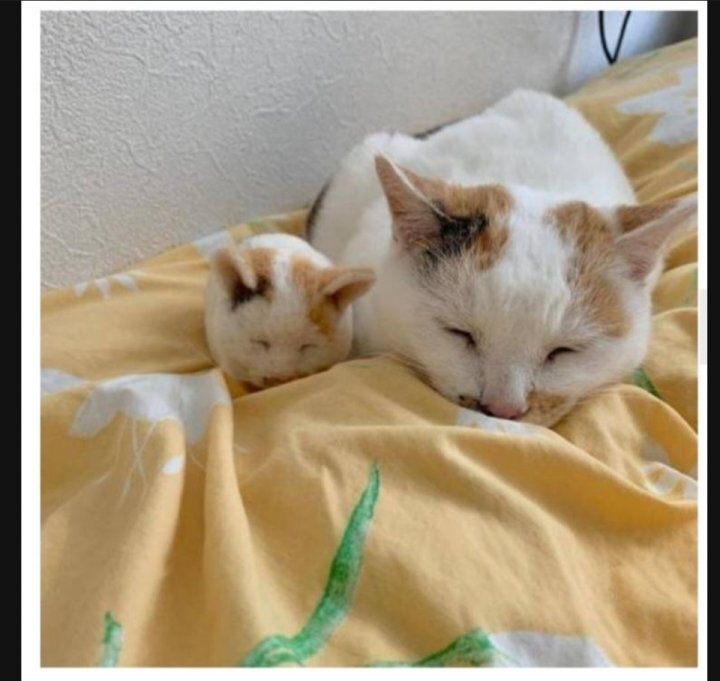 이 정도면 세쌍둥이 아니냐구 | 인스티즈