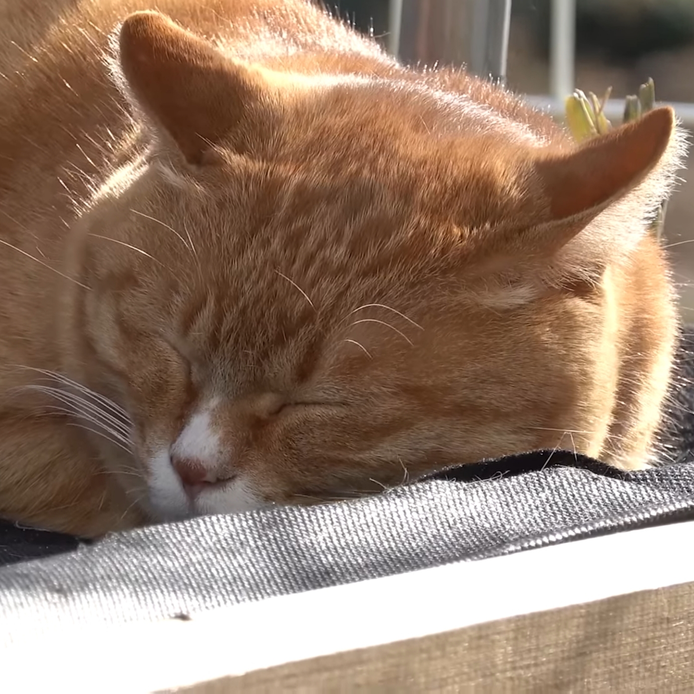 더 뚱쭝해지고 짧뚱해진 거 같지만 그대로인 매탈남네 누리.gif | 인스티즈