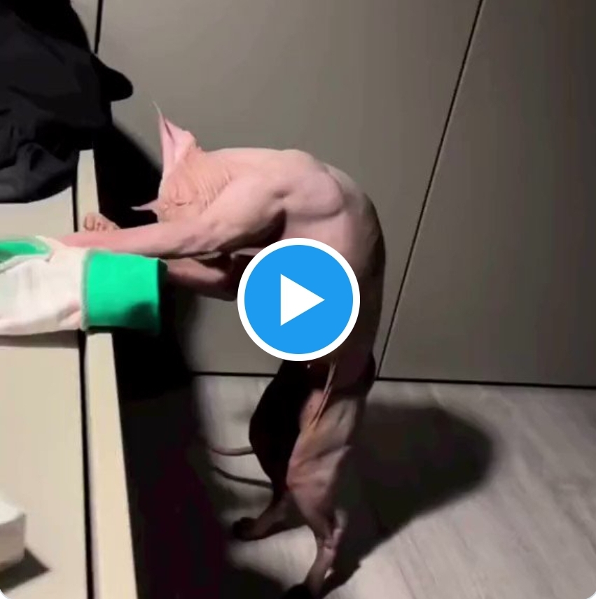 우리 고양이가 집에 돌아왔답니다아 🥳.twt | 인스티즈