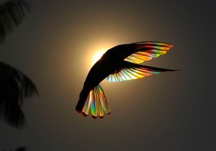 벌새를 역광으로 찍었을때 볼 수 있는 모습.jpg | 인스티즈