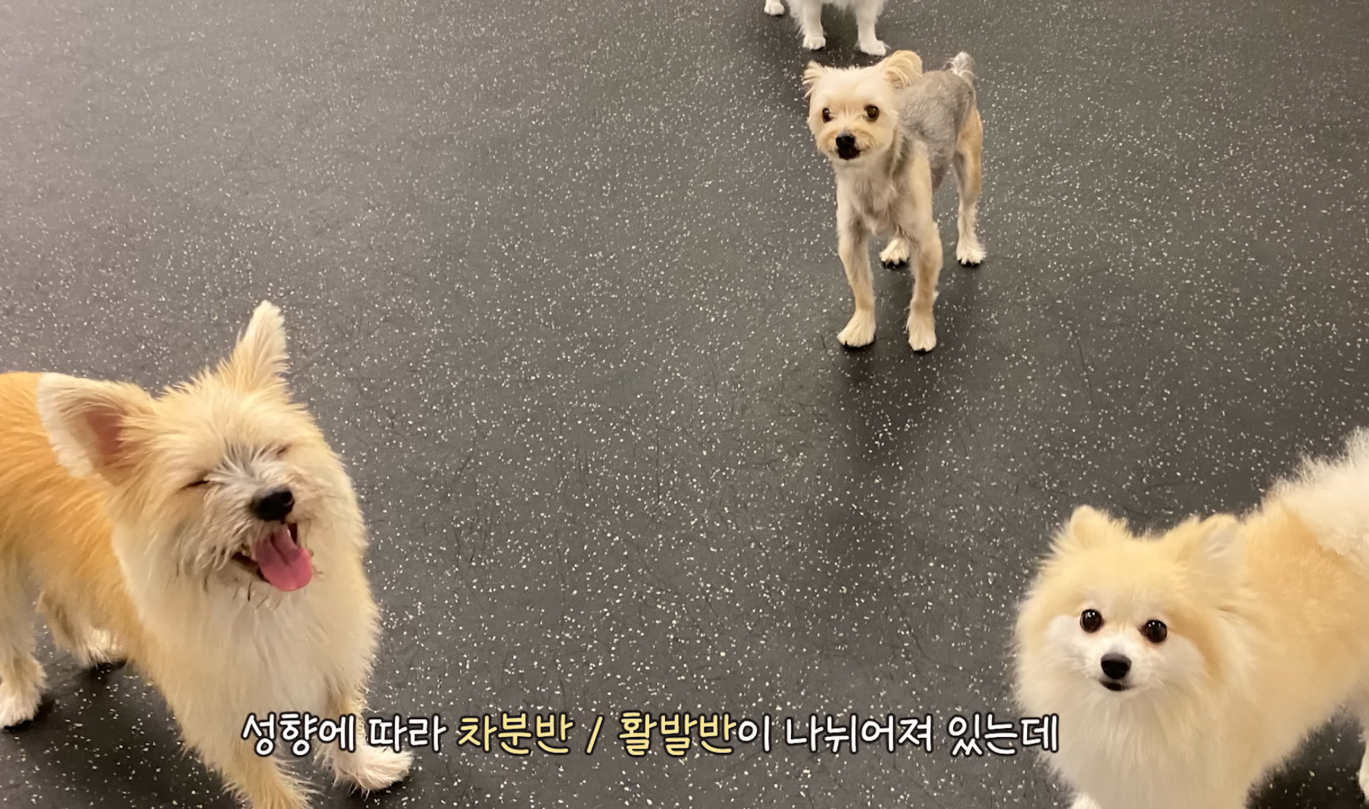 유치원 짤린 강아지 | 인스티즈