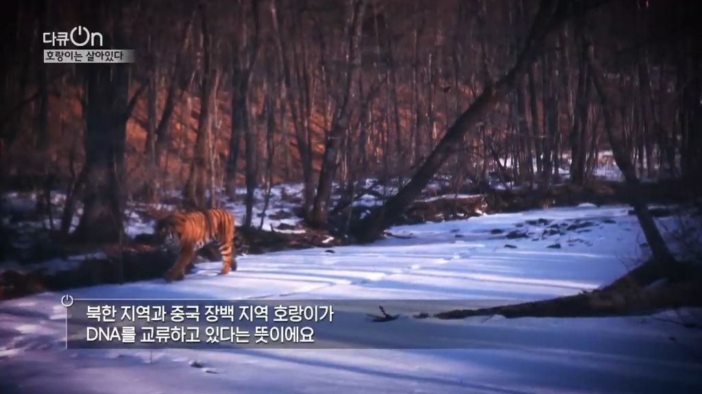 '절멸'의 '한국 호랑이'. 🐅 그 100년간의 이야기. -마지막- | 인스티즈