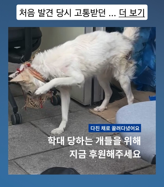 몸에 구멍난채로 끌려다니던 백구, | 인스티즈