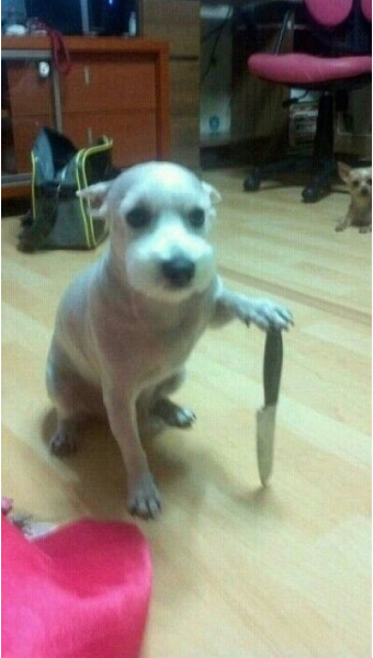 한소희♥류준열 해명에…칼든 강아지짤 '강쇠' 뜻밖의 스타 등극 | 인스티즈