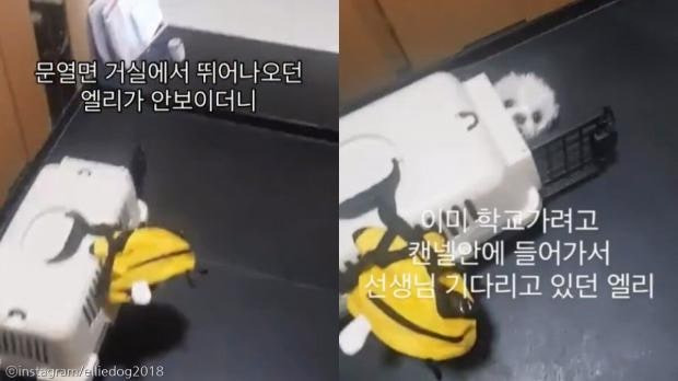 최애 강아지 유치원 선생님이 픽업하러오자..jpg | 인스티즈