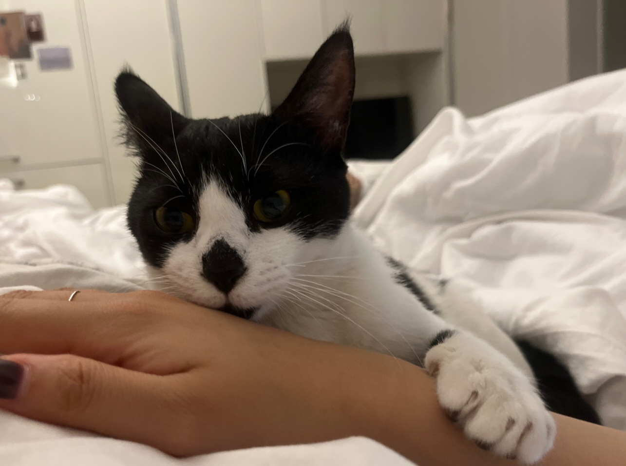 [입양홍보] 혹r률 ✮100➠✥✹프로 7H냥ㅇ1 홗➦정♘ ➜✾ 뽑ㄱ1¿불필요♟ | 인스티즈