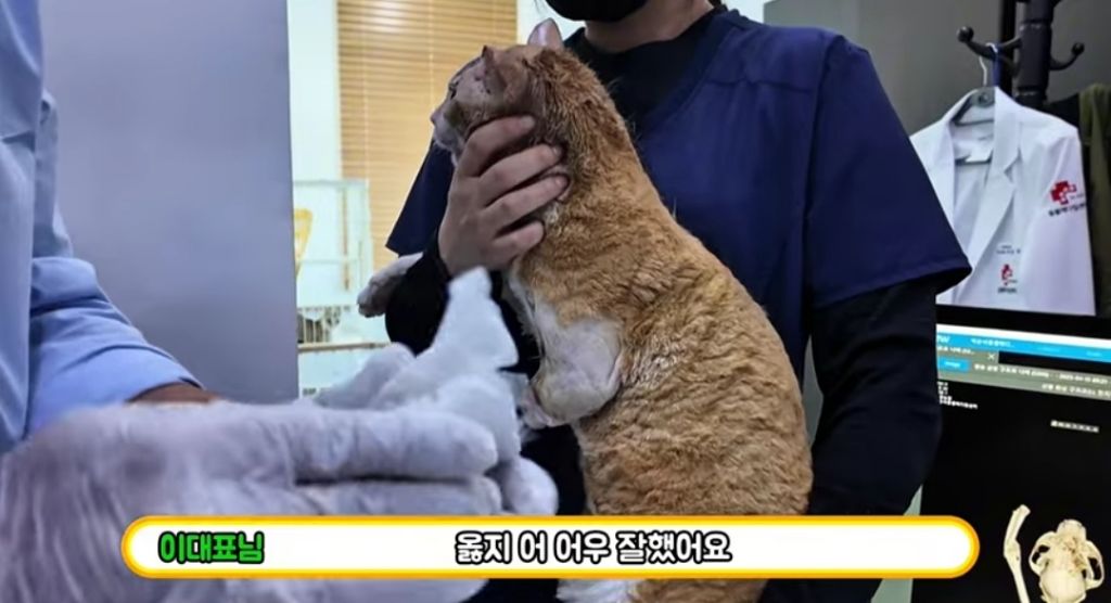 산불로 한쪽다리를 잃은 고양이가 받은 선물 🎁 | 인스티즈