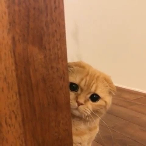나만없어고양이 이미지