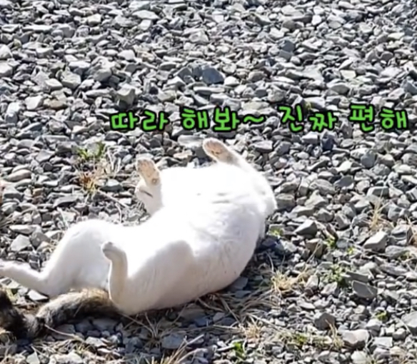 길고양이를 함부로 길들이면 안되는 이유..jpg | 인스티즈