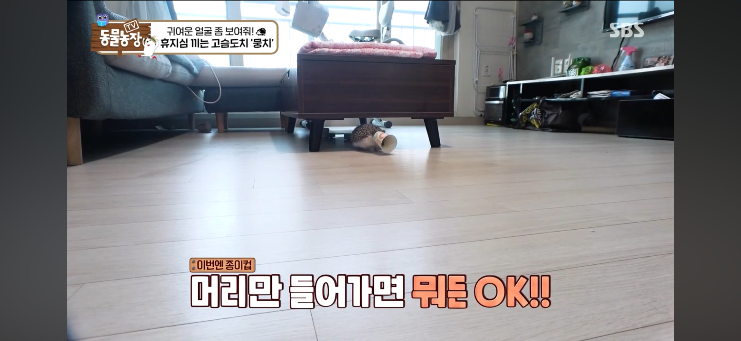 따봉고슴도치 휴지심 좋아도치 | 인스티즈