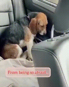 유기견이 마음을 여는 과정.gif | 인스티즈