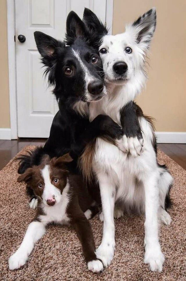 미국 강아지(?) 가 좋은 달글 | 인스티즈