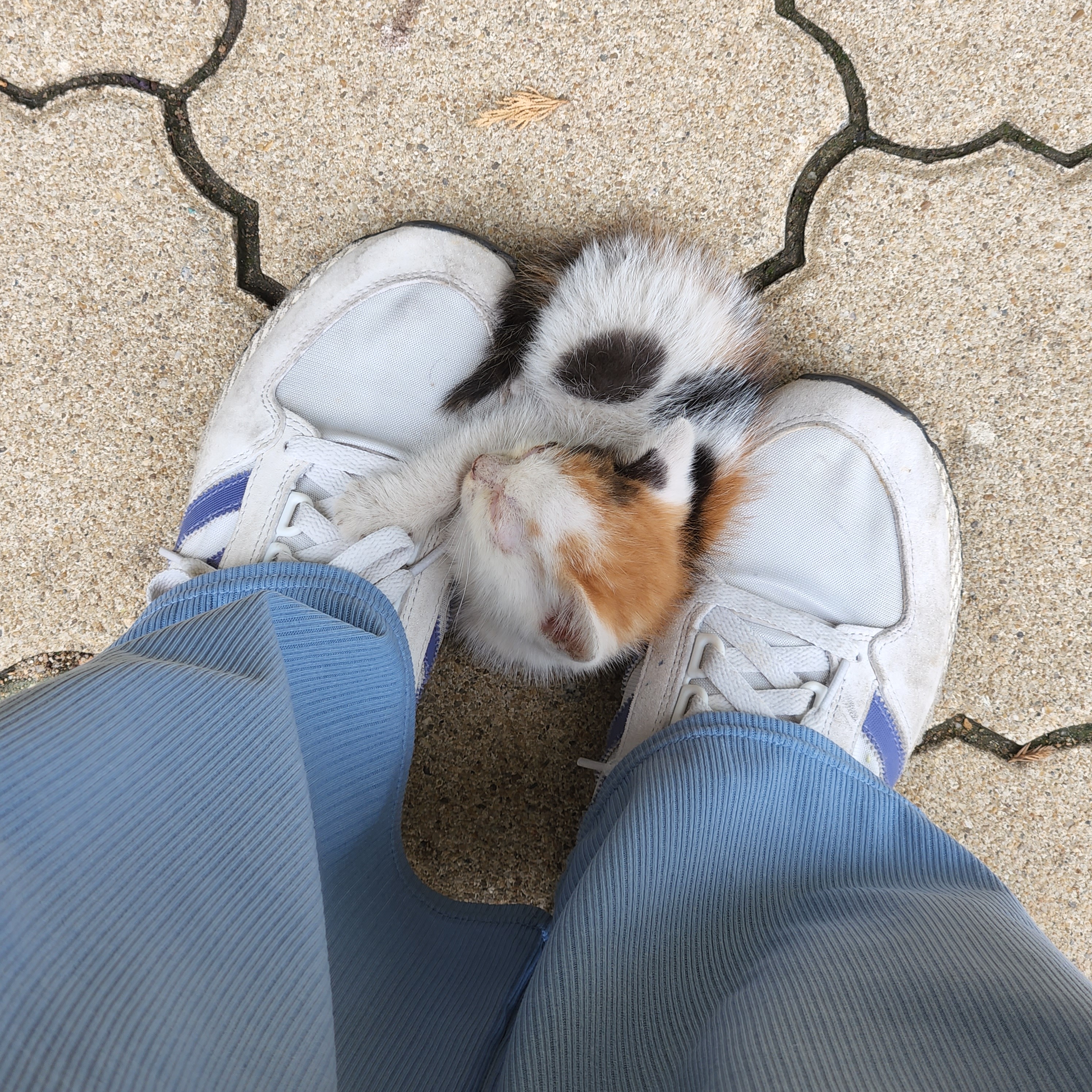 애기 길냥 얘 이러고 자는데...? 어케...? () | 인스티즈