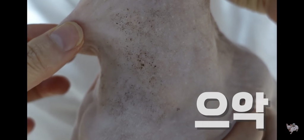 털이 없는 스핑크스는 키우기 편할까? (위생주의) | 인스티즈