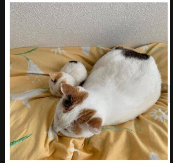 이 정도면 세쌍둥이 아니냐구 | 인스티즈