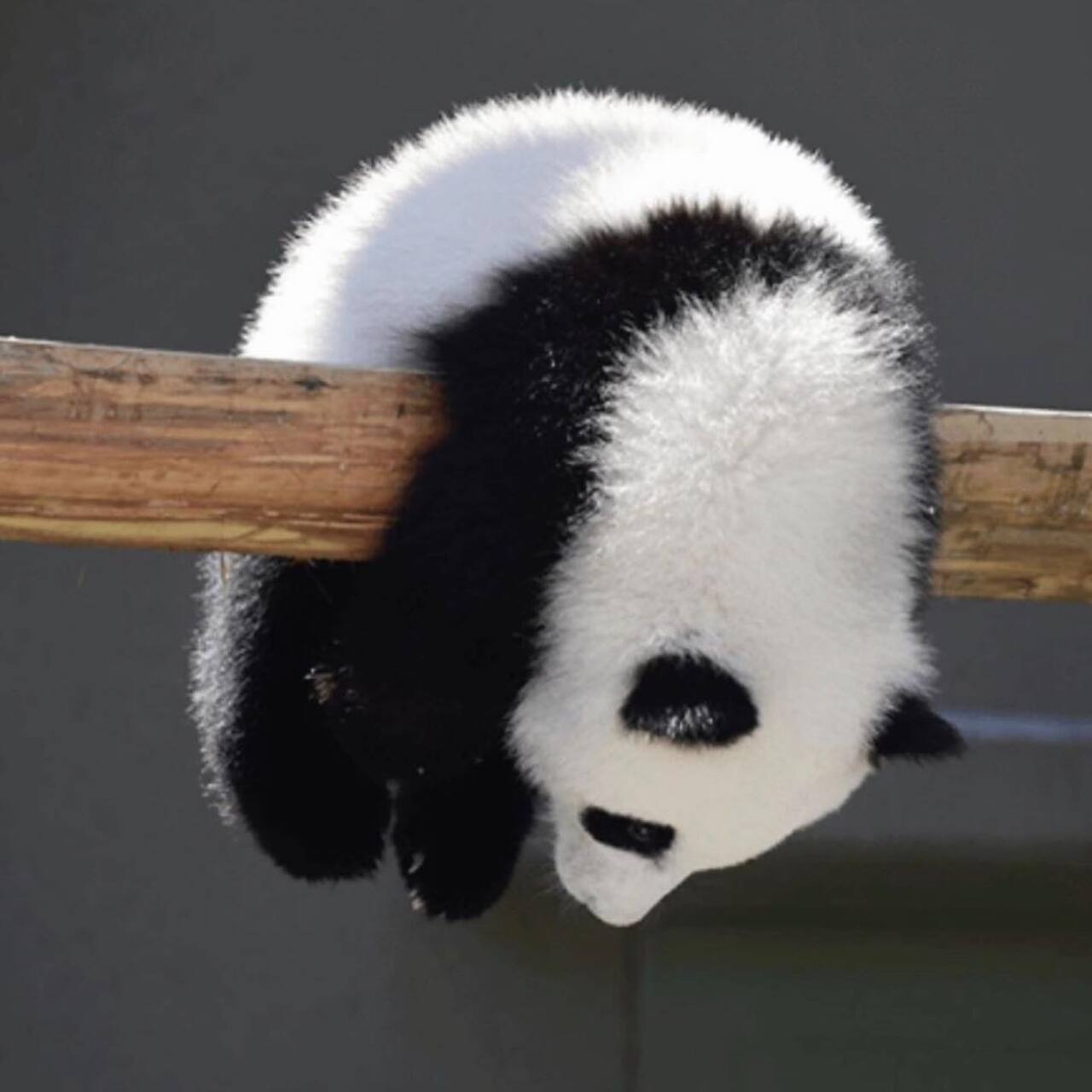 아기 판다🐼들이 평평한 나무를 보면 자주 하는 자세 | 인스티즈