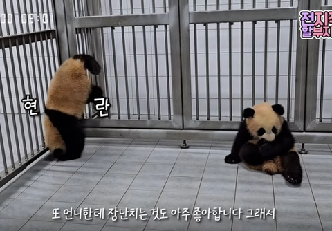 쌍둥이 판다 루이바오 후이바오 구별볍! | 인스티즈