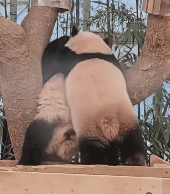 서로 알콩달콩 사이좋은 루이 후이바오 🐼 | 인스티즈