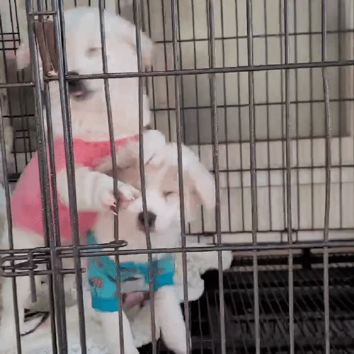 (입양처 구함/10kg 미만) 너무 예뻐서 돌아버리겠는 꼬물이 3자매들 | 인스티즈