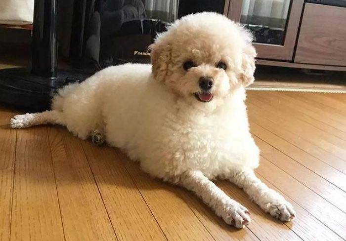 미용실 보냈는데 푸들이 실종되고 아기양으로 돌아왔습니다... | 인스티즈