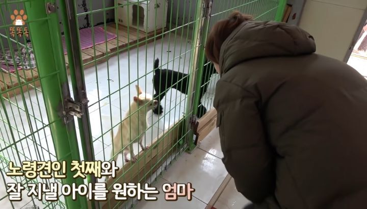 7살 아이 눈에 비친 유기견 보호소는? | 인스티즈