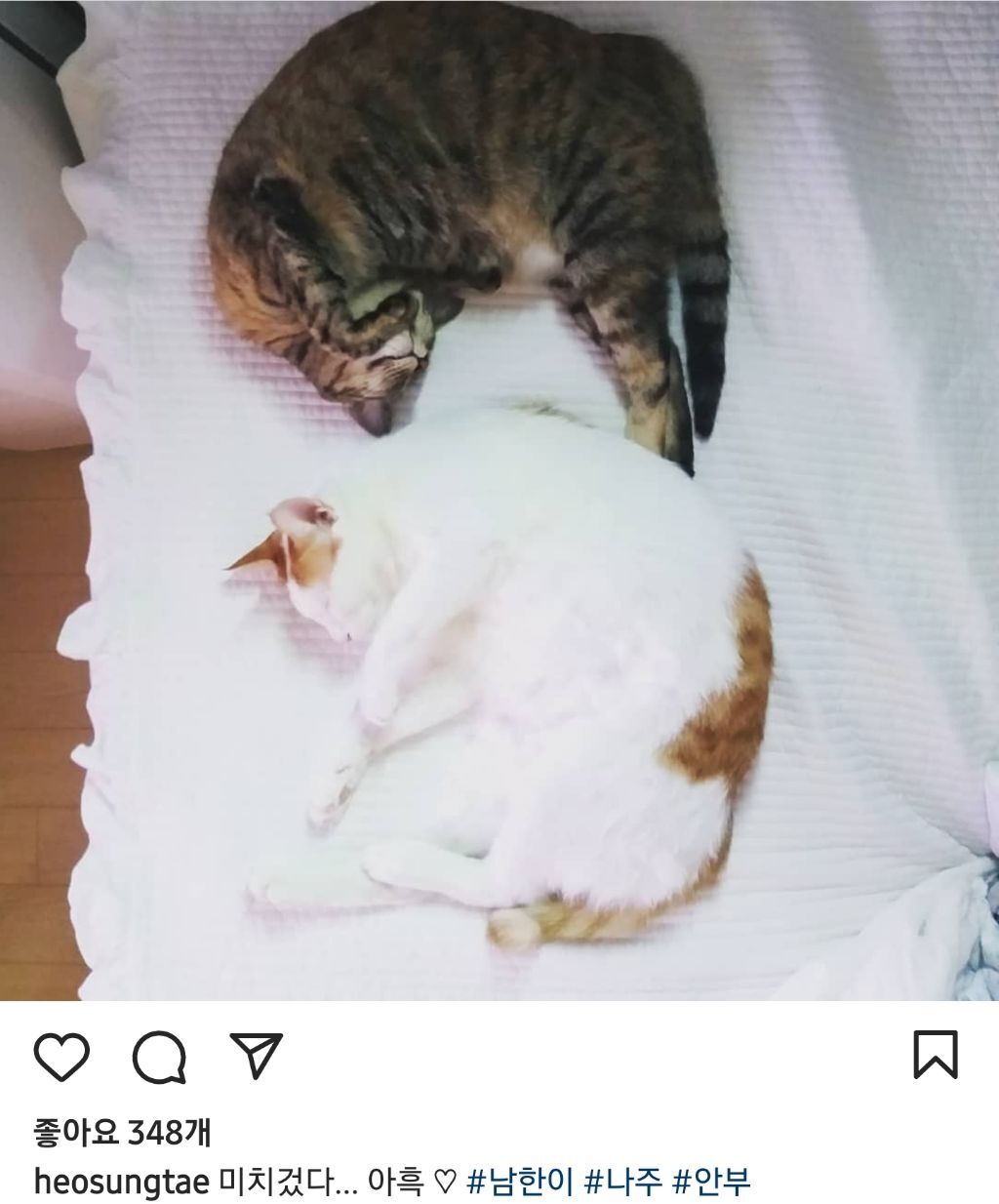 배우 허성태네 고양이들 | 인스티즈