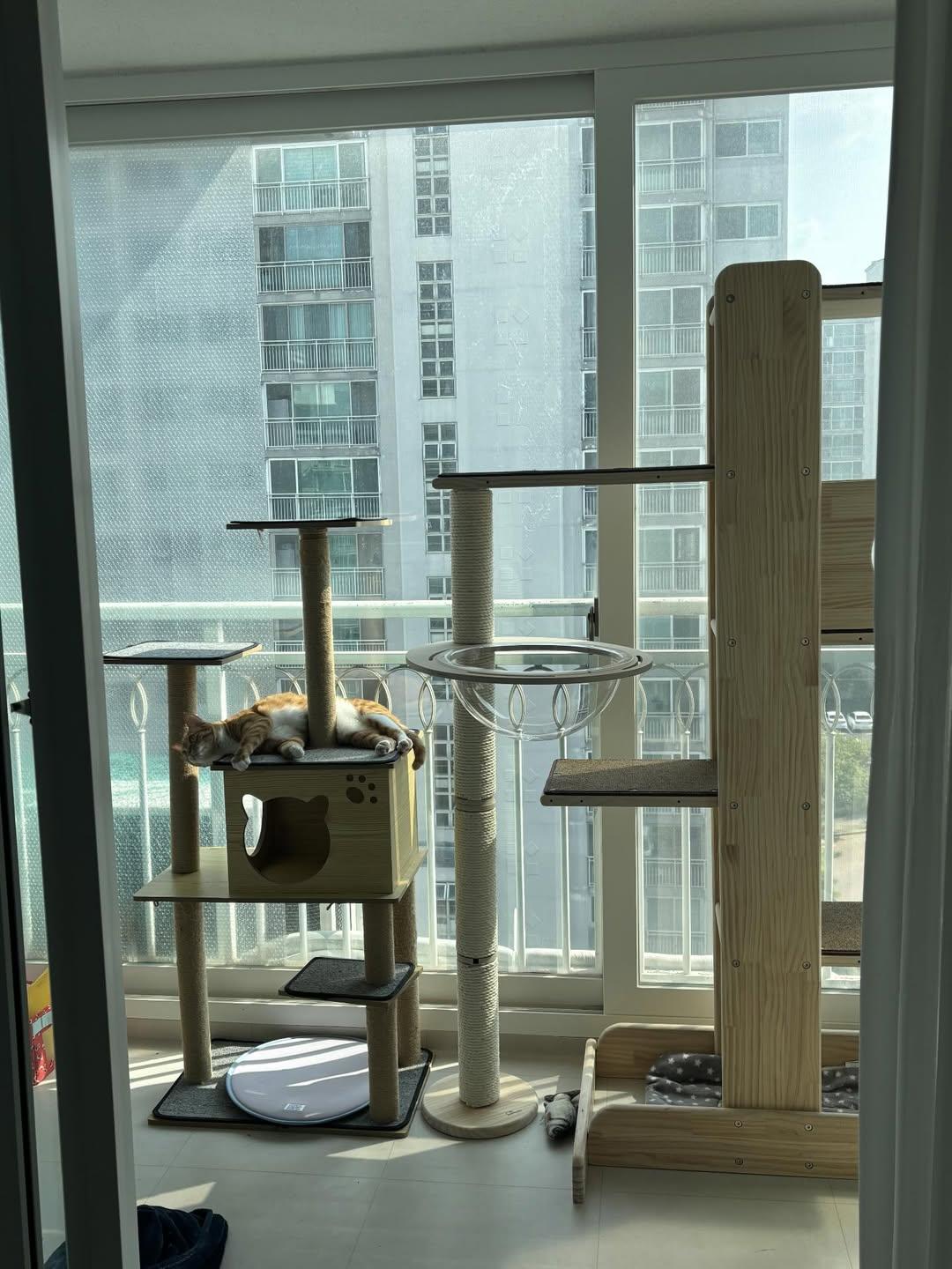 애착 캣타워를 잃었다가 다시 찾은 냥이 | 인스티즈