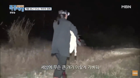 당신이 버린 강아지는 어떻게 되었을까 | 인스티즈