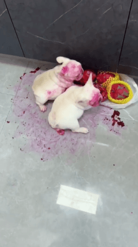 용과 먹은 댕댕이..gif | 인스티즈