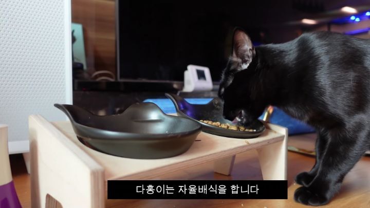 박수홍이 키우는 고양이 모질 | 인스티즈