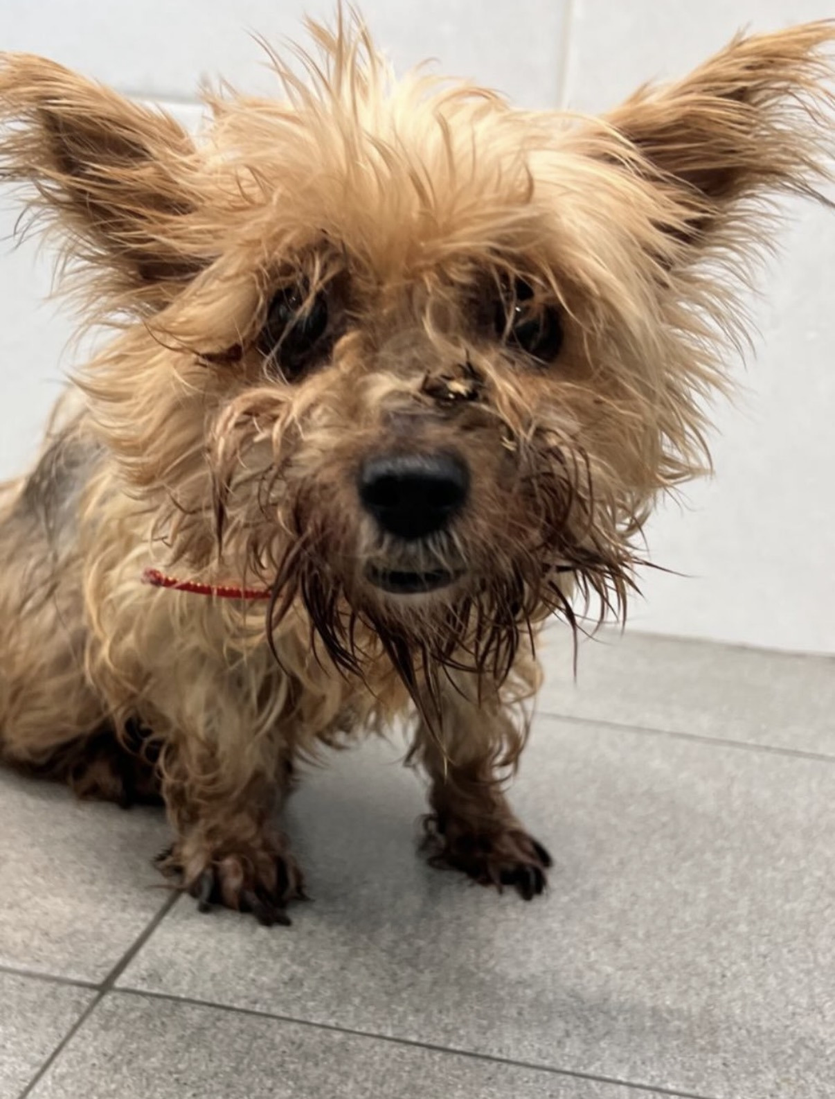 유실된지 6년만에 찾은 강아지 니루 | 인스티즈