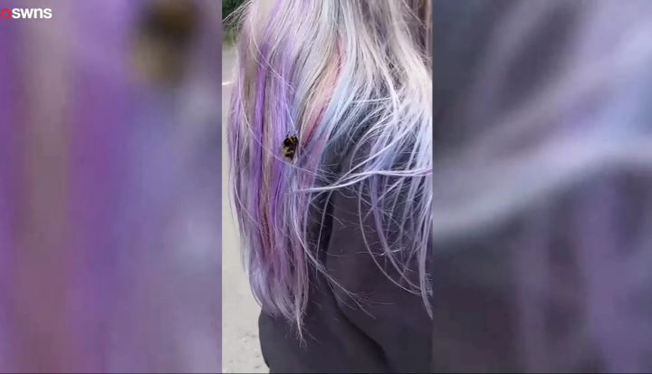 구해준사람 껌딱지 된 호박벌.jpg | 인스티즈
