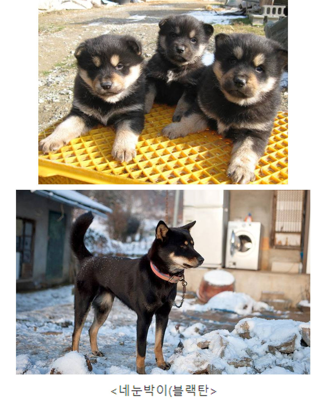 진돗개 모색별 애기일 때 생김새 | 인스티즈