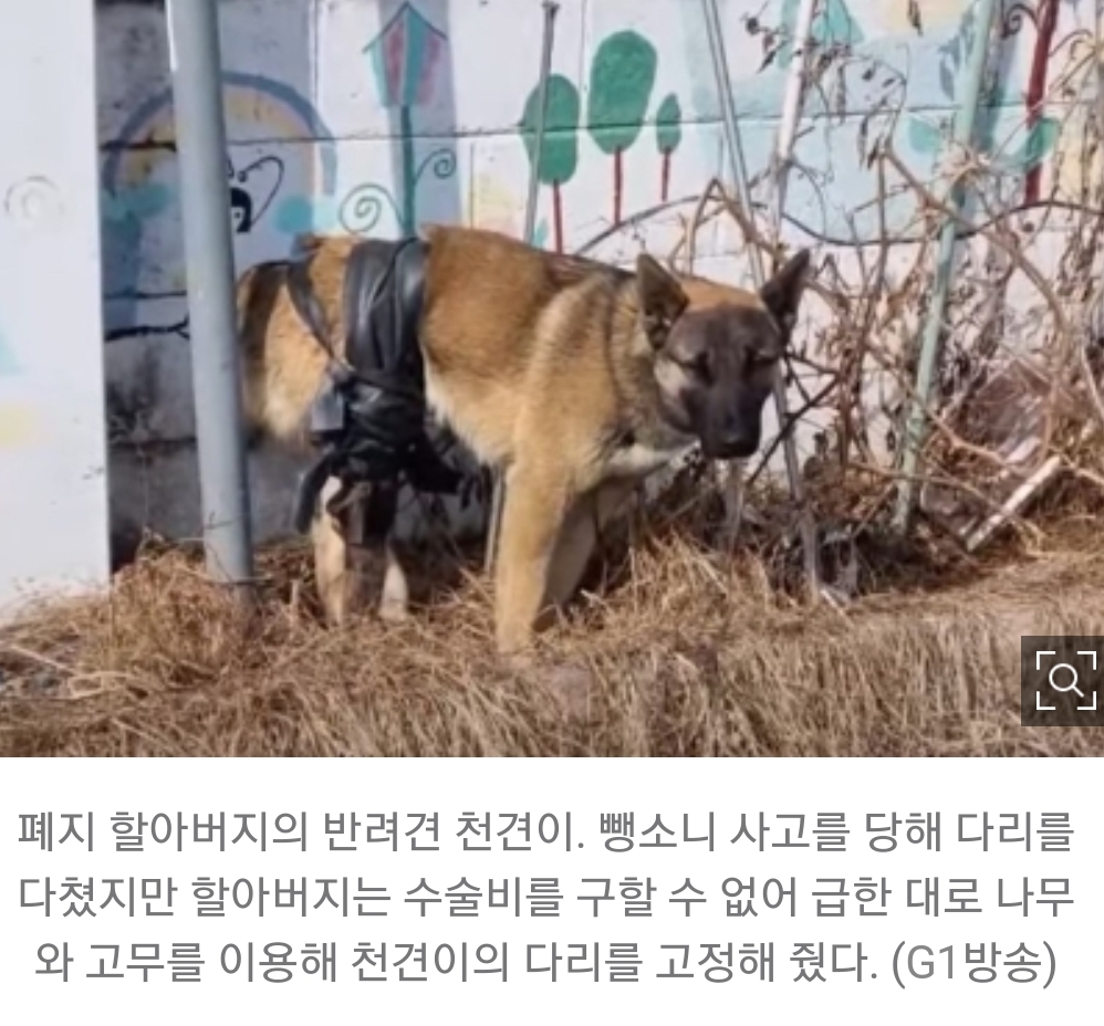 홀몸노인 반려견, 수술비 없어 죽음 기다리다…'우연한 만남' 회사원이 쾌척 | 인스티즈