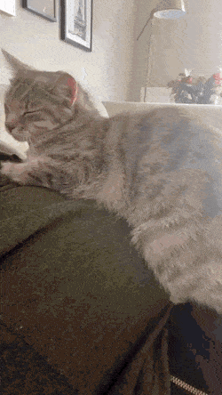 임신한 집사 배 위에서 자는 고양이.gif | 인스티즈