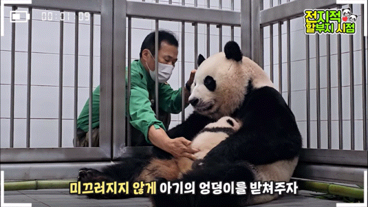 공동육아의 개념을 아는듯한 이뻐이뻐 아이바오🐼 | 인스티즈